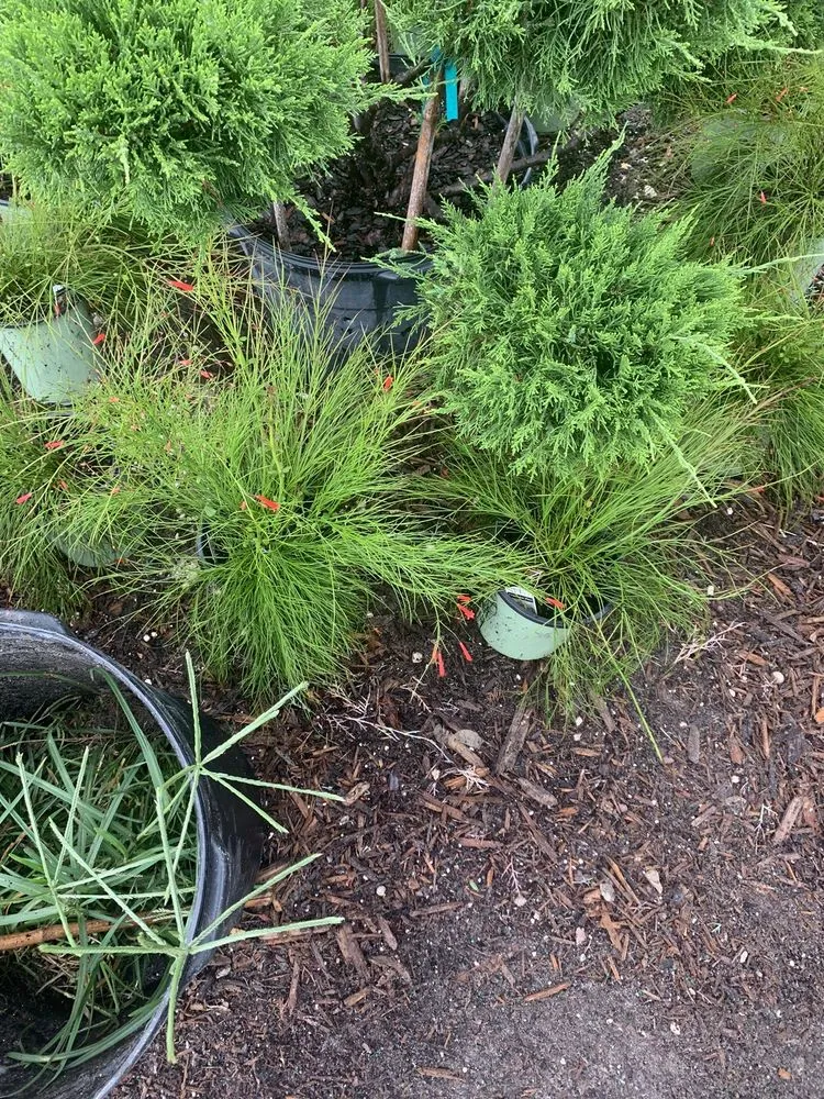 Custom lawn care service in Spring Hill, FL by Aventura Nursery & Landscape