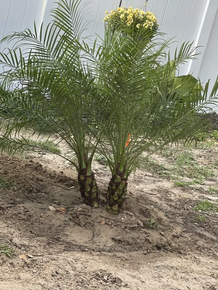 Reliable lawn care service for beautiful yards across Spring Hill, FL - Aventura Nursery & Landscape