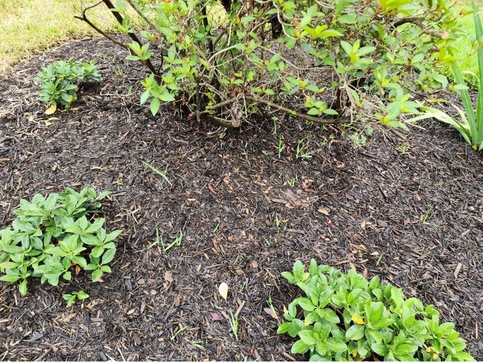 Affordable yard cleanup service in Spring Hill, FL by Aventura Nursery & Landscape