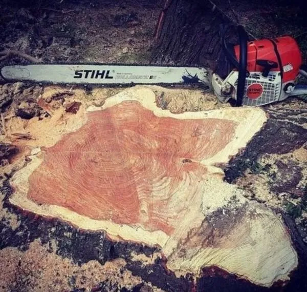 Affordable residential landscaping for year-round maintenance in Des Moines, IA by Avery Lawn Tree Landscape