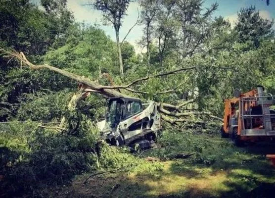 Avery Lawn Tree Landscape Logo