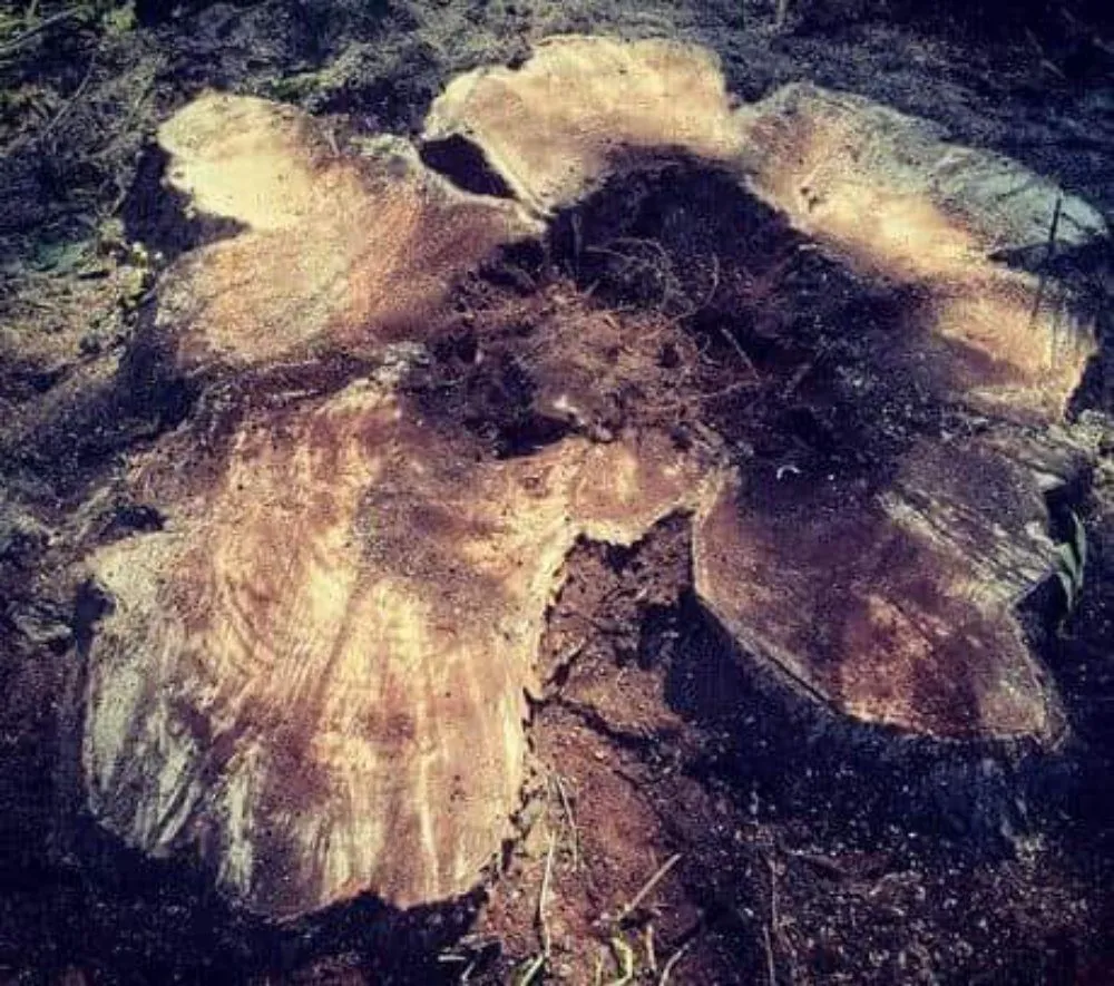 Local lawn mowing service in Des Moines, IA by Avery Stump Grinding