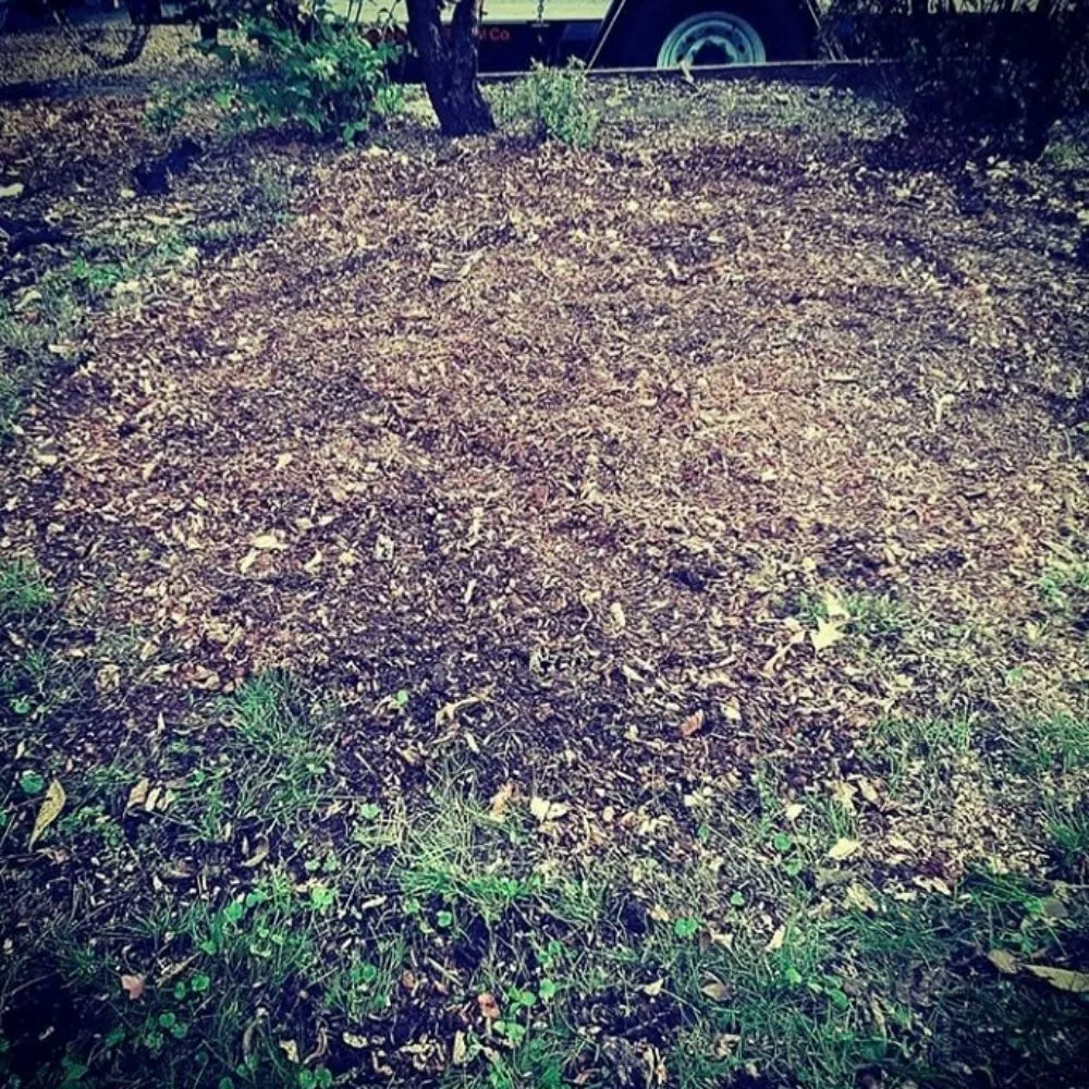 Trusted lawn care service experts serving Des Moines, IA - Avery Stump Grinding