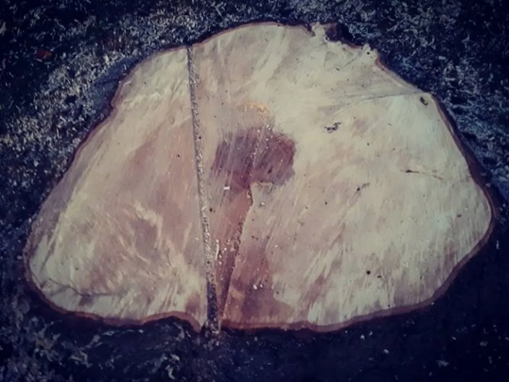 Affordable lawn care service in Des Moines, IA - Avery Stump Grinding