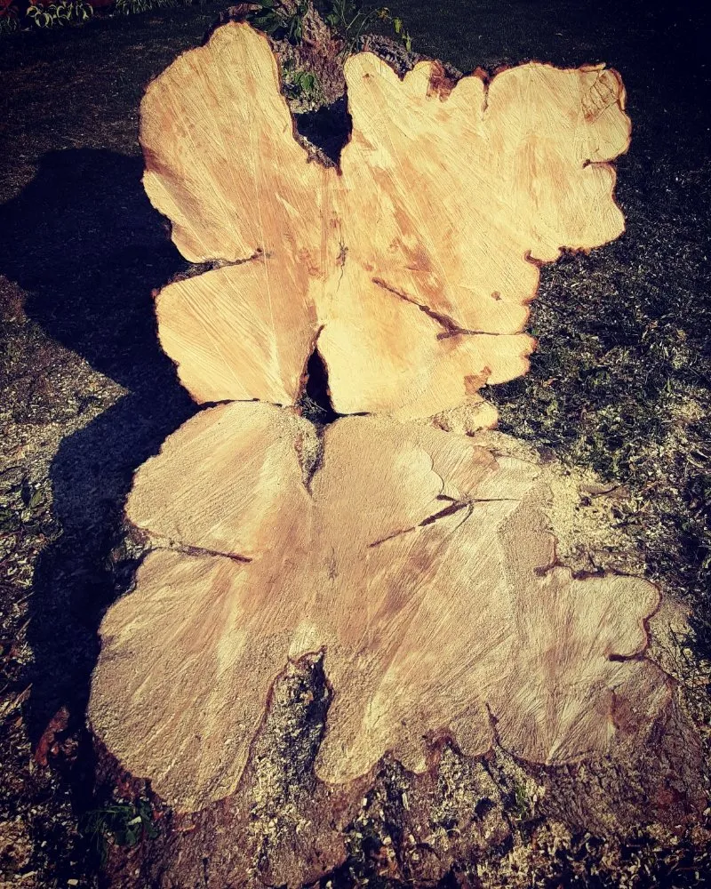 Trusted yard maintenance in Des Moines, IA - Avery Stump Grinding