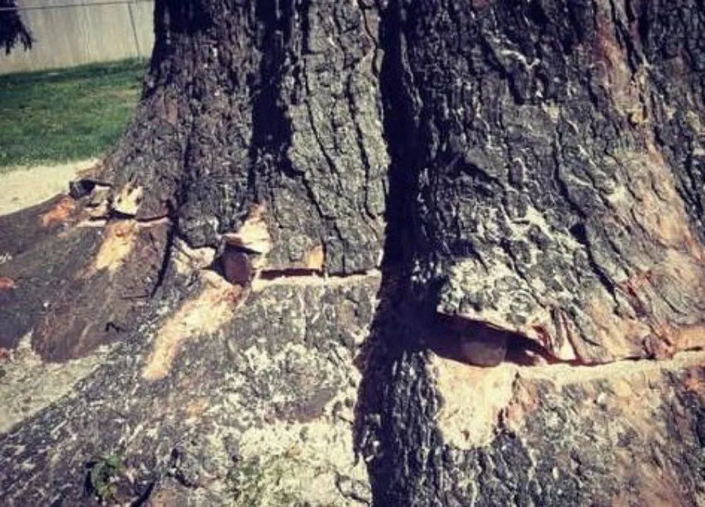 Local landscaping services experts serving Des Moines, IA - Avery Stump Grinding