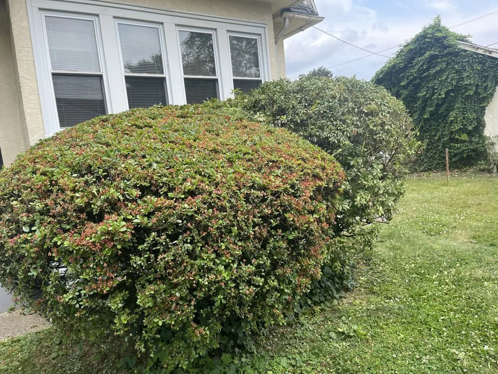 Expert residential landscaping with custom design in Folcroft, PA by AVI & Ade lawn services