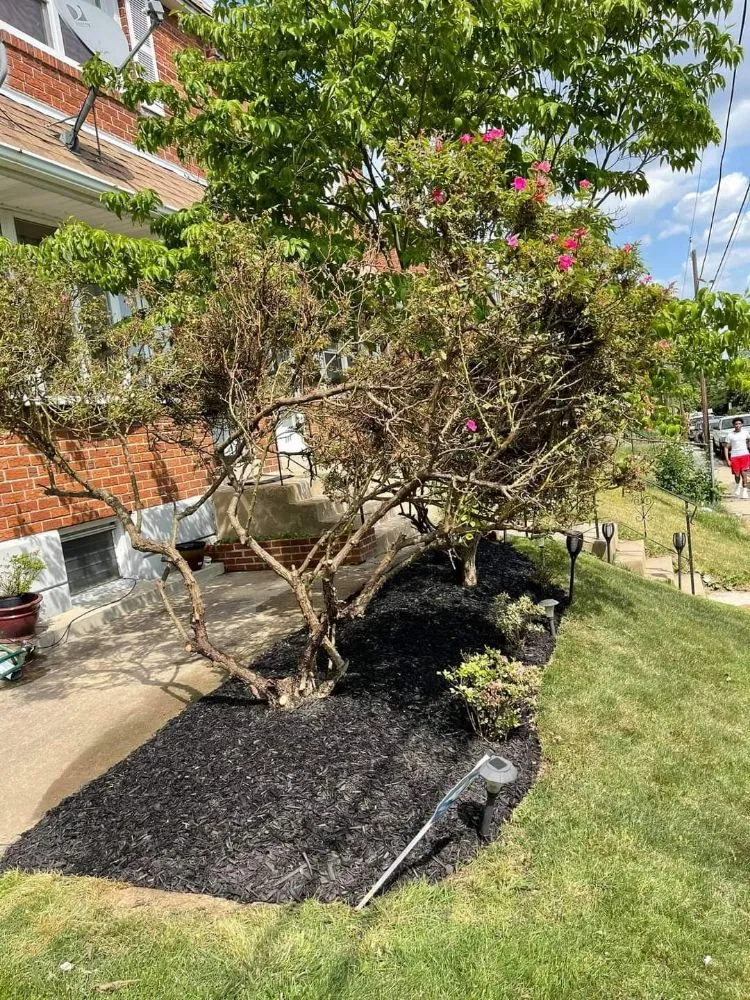 Professional lawn mowing service in Folcroft, PA by AVI & Ade lawn services