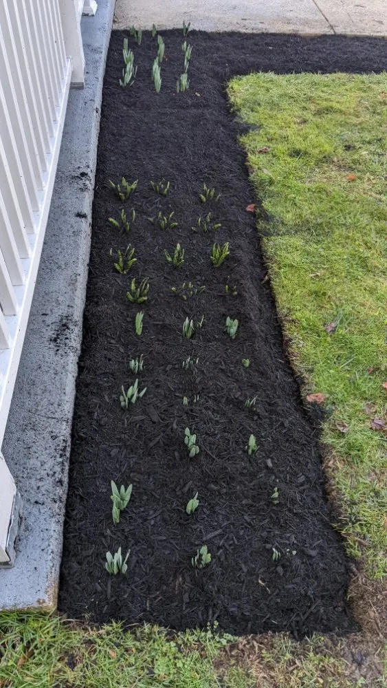 Reliable landscaping services for beautiful yards across Folcroft, PA - AVI & Ade lawn services