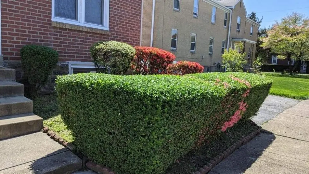 Local landscaping services for year-round maintenance in Folcroft, PA by AVI & Ade lawn services