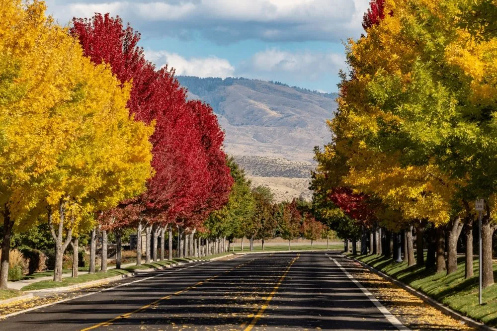 Top-rated lawn care service for year-round maintenance across Stockton, CA - Avi Landscaping Maintenance