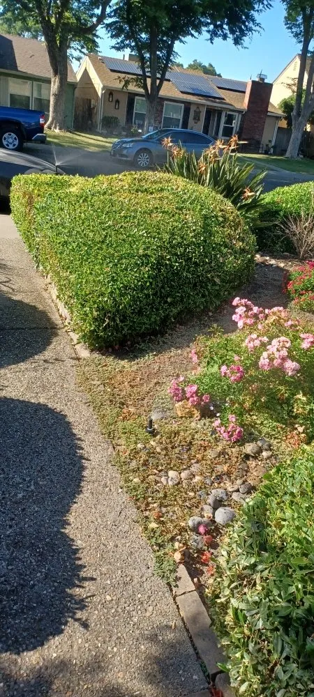 Local landscaping services for homes in Stockton, CA by Avi Landscaping Maintenance