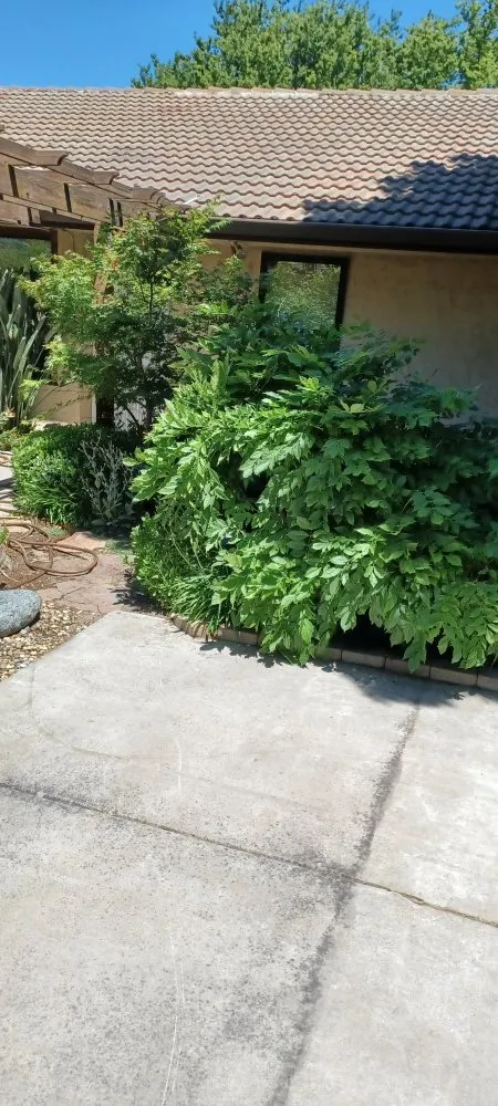 Expert lawn care service experts serving Stockton, CA - Avi Landscaping Maintenance