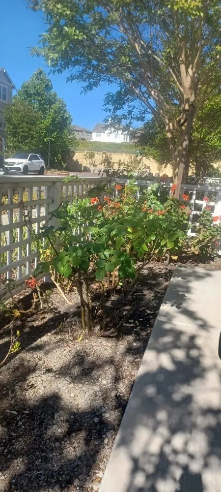 Top-rated landscape design experts serving Stockton, CA - Avi Landscaping Maintenance