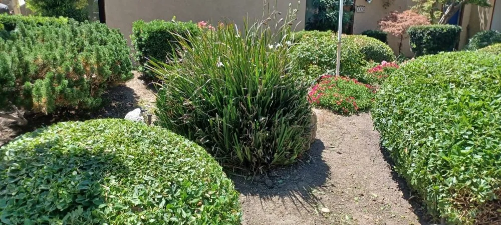 Trusted outdoor landscaping experts serving Stockton, CA - Avi Landscaping Maintenance