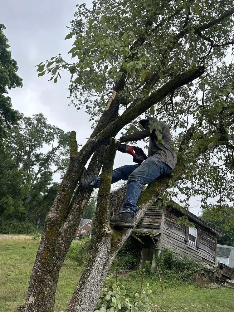 Reliable yard maintenance in Jeannette, PA - Avid Junk Removal