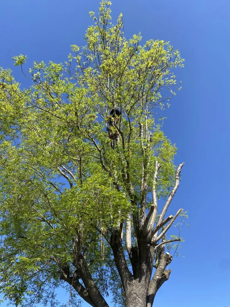 Custom outdoor landscaping near you across Fremont, CA - Avid’s Pavers Stones & Landscape