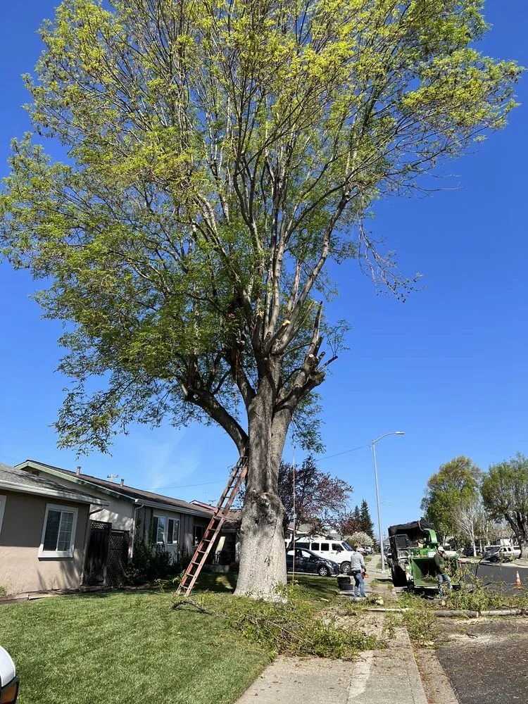 Expert lawn care service for year-round maintenance across Fremont, CA - Avid’s Pavers Stones & Landscape