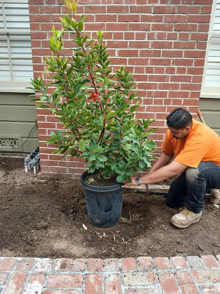 Local garden landscaping for beautiful yards in Long Beach, CA by Avila Landscaping