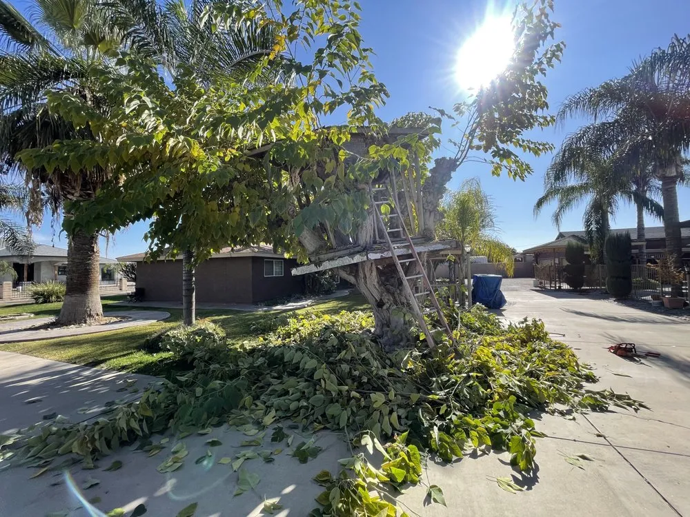 Trusted lawn mowing service in Porterville, CA - Avila Landscaping