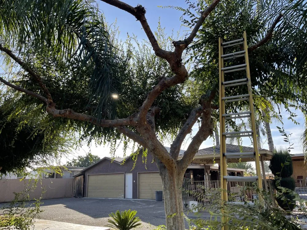 Reliable lawn care service in Porterville, CA - Avila Landscaping