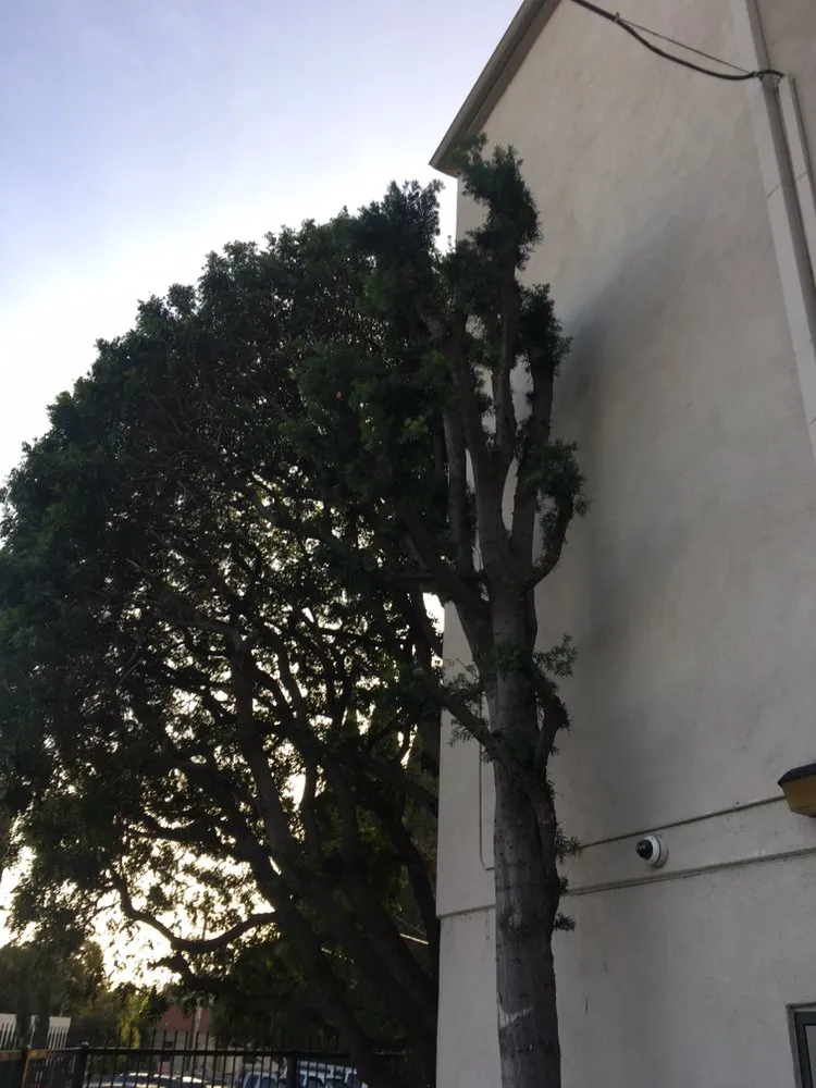 Professional lawn care service experts serving La Cañada, CA - Avila Services