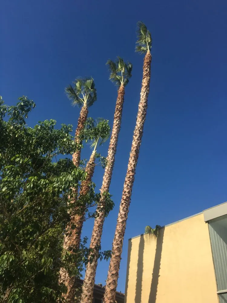 Local landscape design in La Cañada, CA - Avila Services