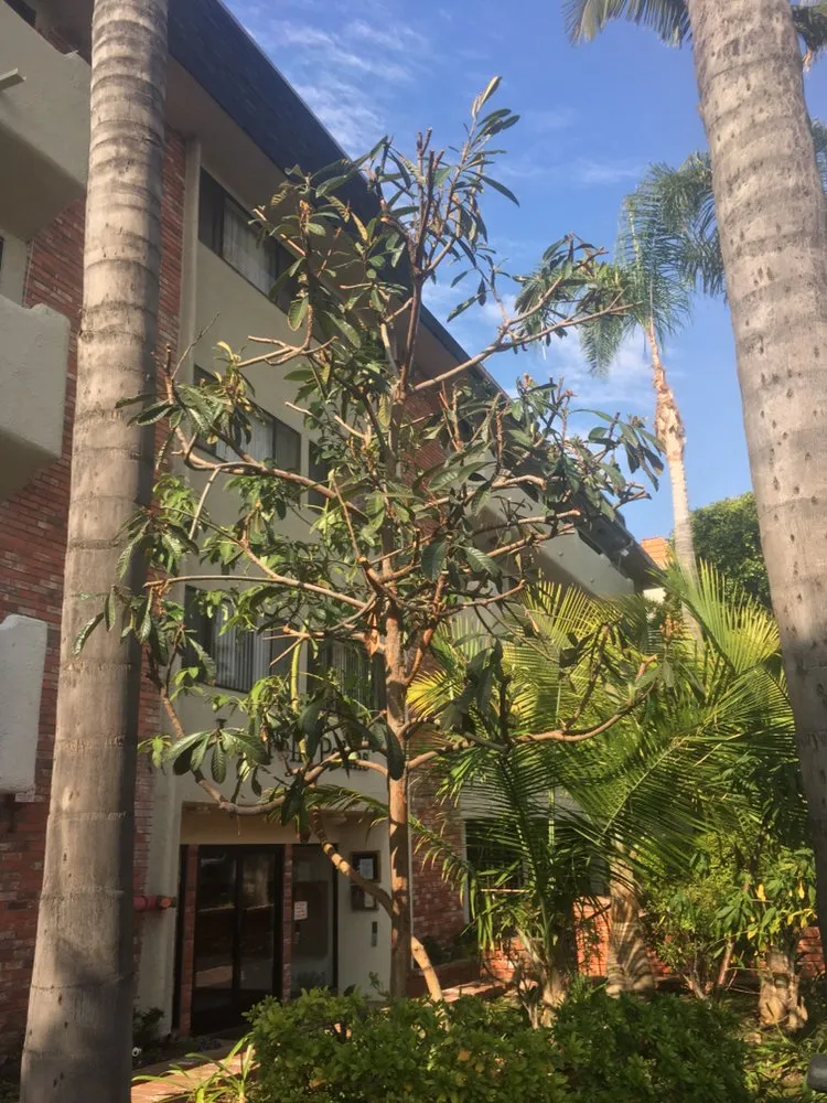 Trusted residential landscaping for residential properties across La Cañada, CA - Avila Services