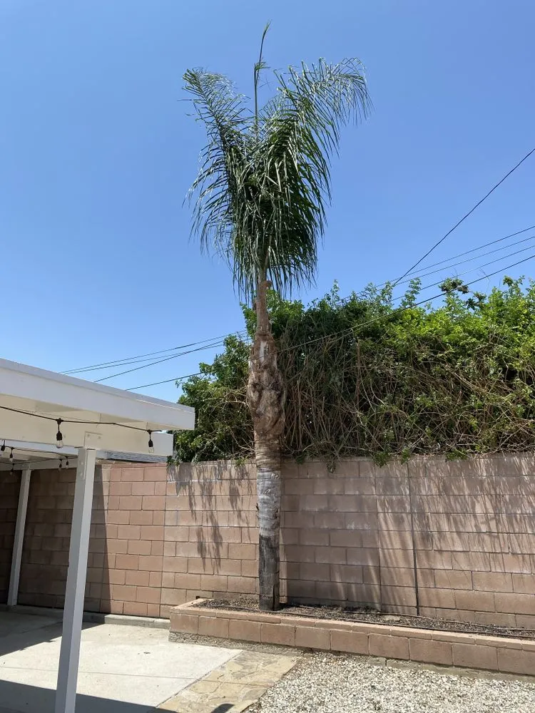 Reliable outdoor landscaping in La Cañada, CA - Avila Services