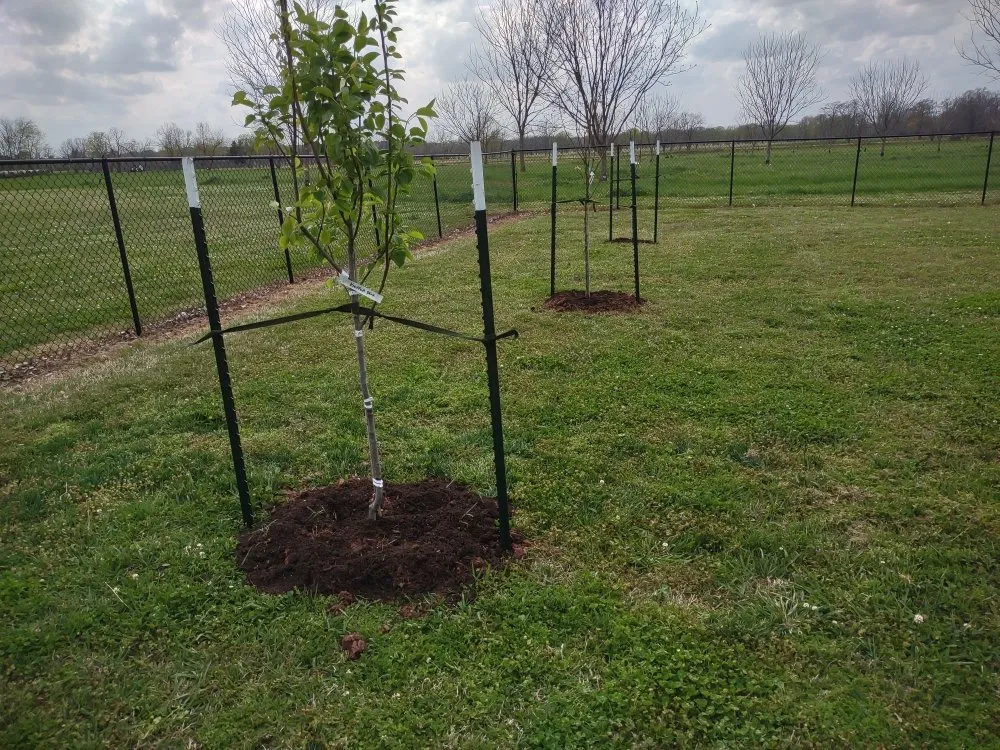 Affordable lawn care service experts serving Bossier City, LA - Avila Yard Care