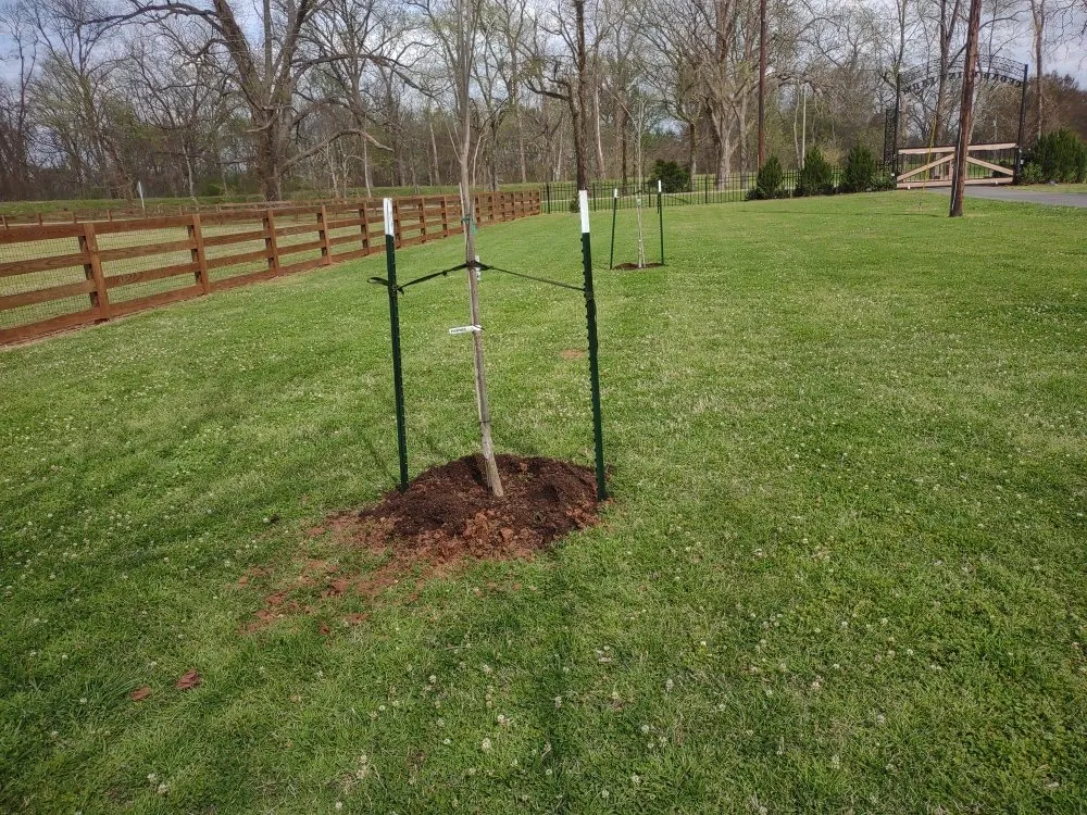 Top-rated yard cleanup service in Bossier City, LA - Avila Yard Care