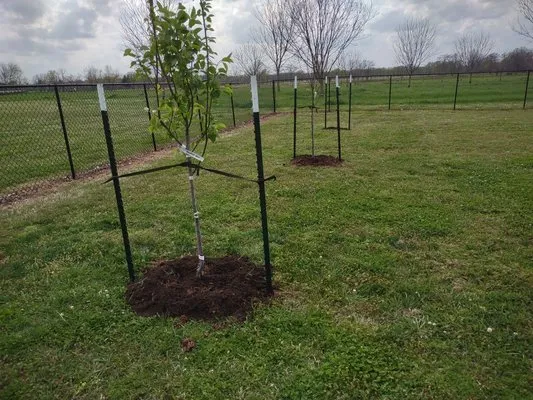 Avila Yard Care Logo