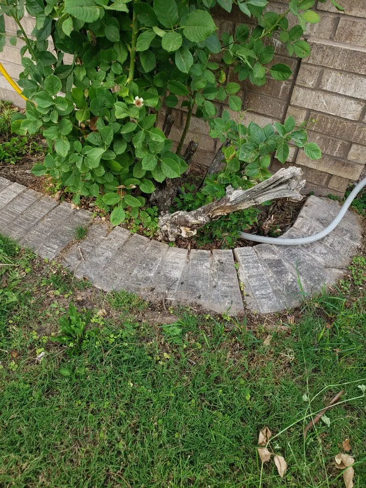 Expert yard maintenance with custom design in Las Cruces, NM by Avila's LawnCare