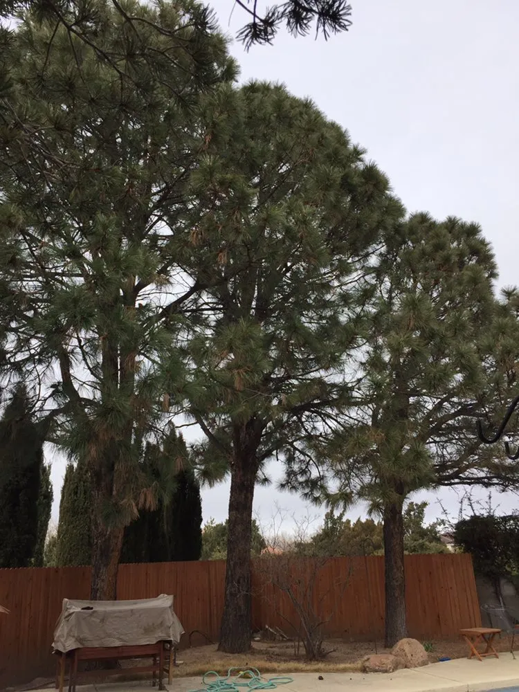 Top-rated landscape design in Albuquerque, NM - Avila’s Pool Service & Landscaping