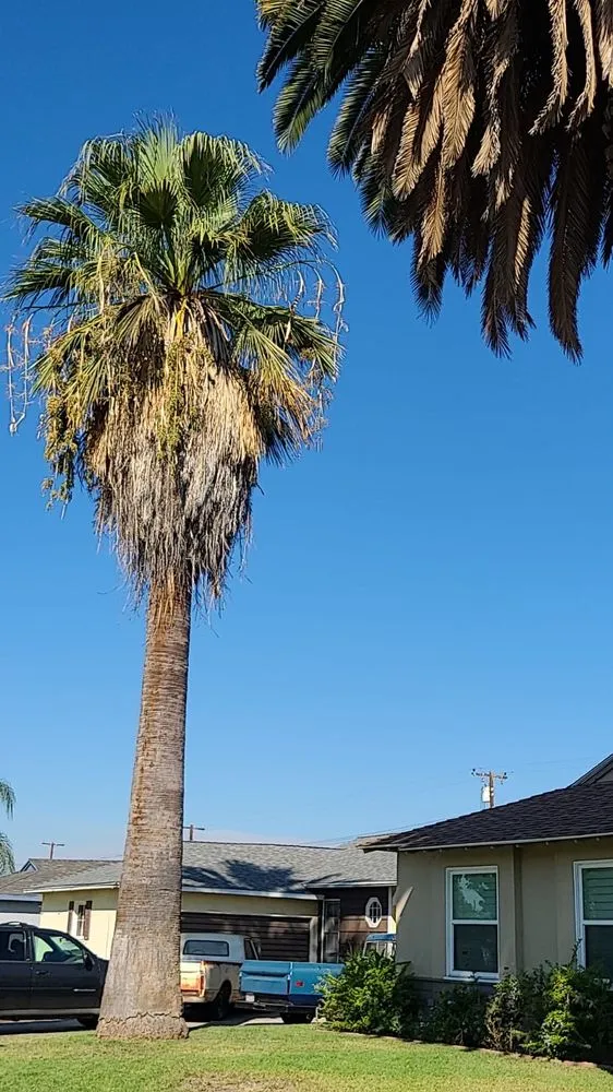 Affordable yard maintenance in Covina, CA by Avilas Tree Service