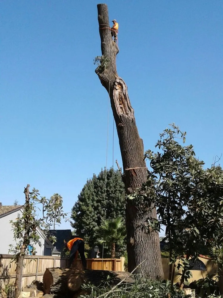 Trusted landscape installation in Covina, CA by Avilas Tree Service