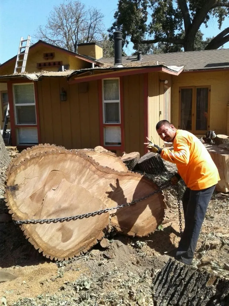 Trusted yard cleanup service in Covina, CA by Avilas Tree Service