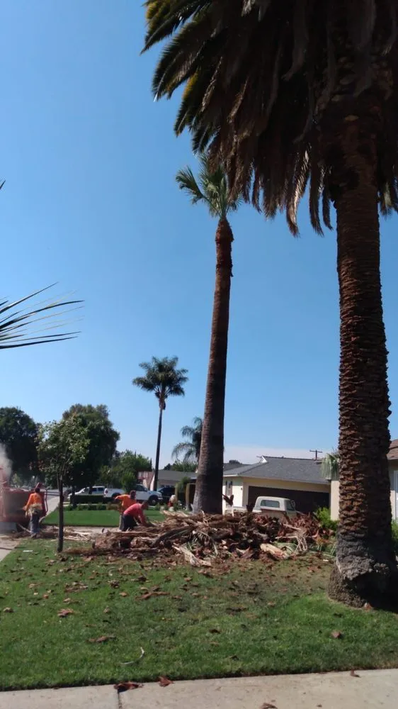 Affordable landscape design near you across Covina, CA - Avilas Tree Service