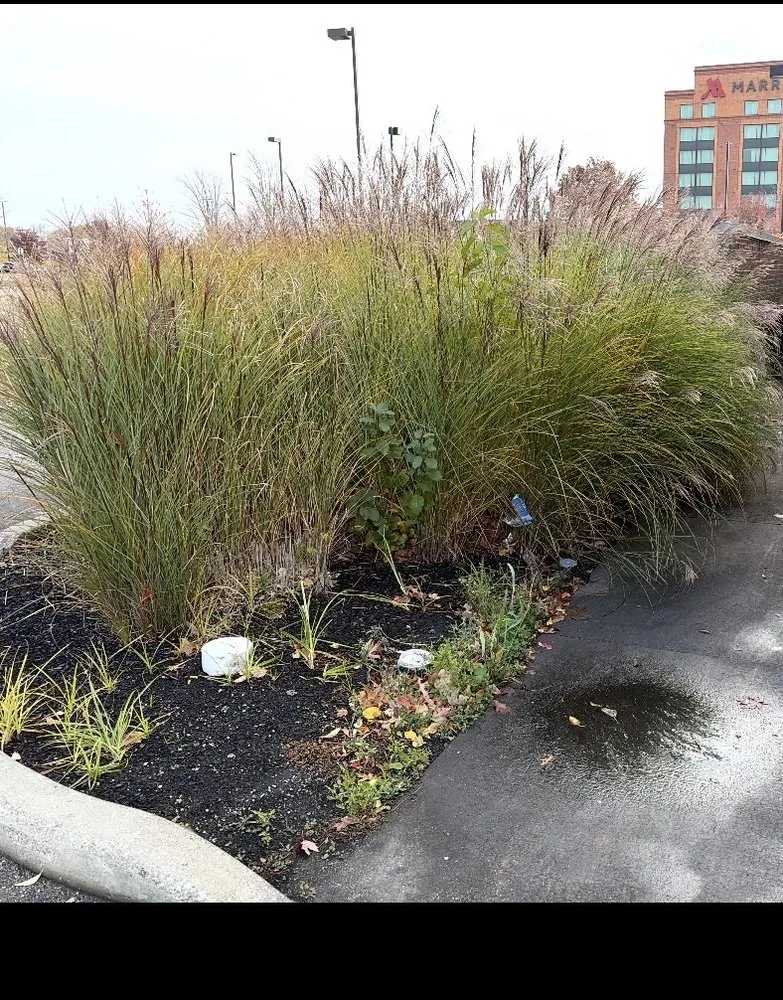 Expert yard cleanup service in Youngstown, OH by Aviles Landscaping