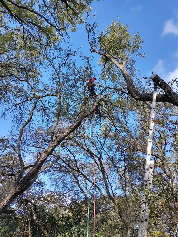 Top-rated yard cleanup service for homes in Elgin, TX by Aviles Tree Service