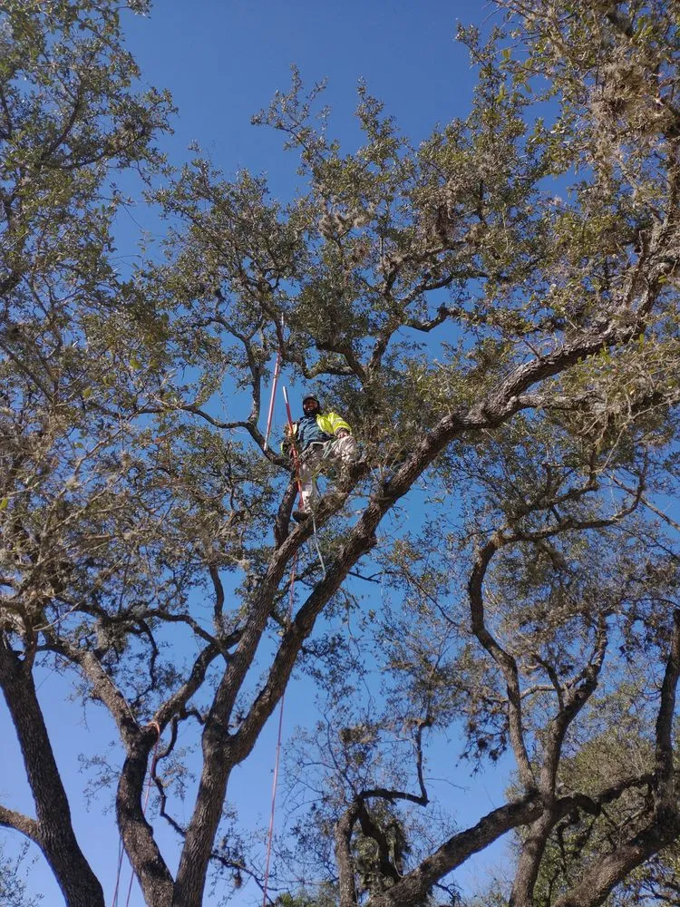 Local landscaping services in Elgin, TX - Aviles Tree Service