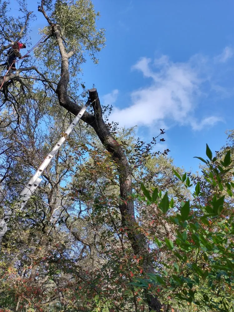 Top-rated yard cleanup service in Elgin, TX by Aviles Tree Service