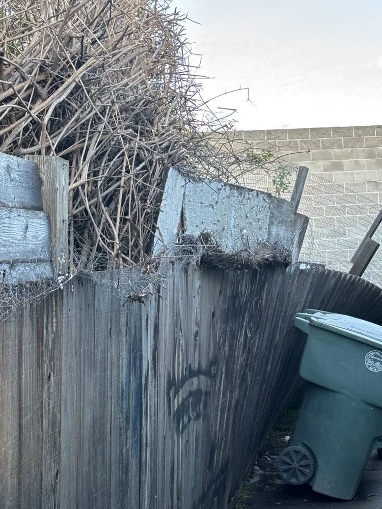 Reliable yard cleanup service experts serving Modesto, CA - Avina Landscaping