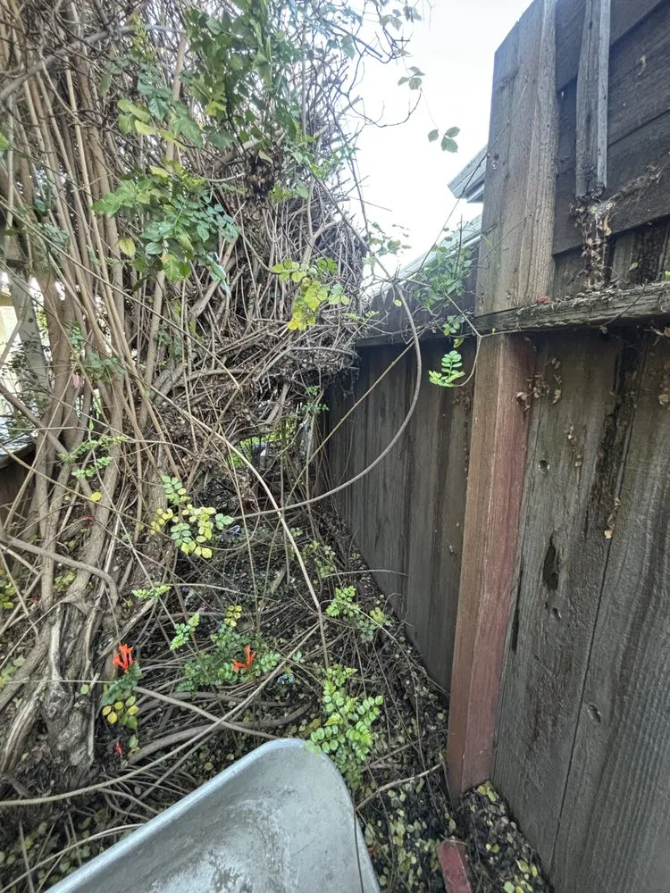 Top-rated landscaping services for year-round maintenance in Modesto, CA by Avina Landscaping