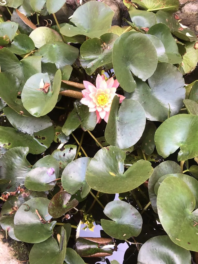 Trusted lawn care service for residential properties across Santa Barbara, CA - Aviz Landscape Of Santa Barbara