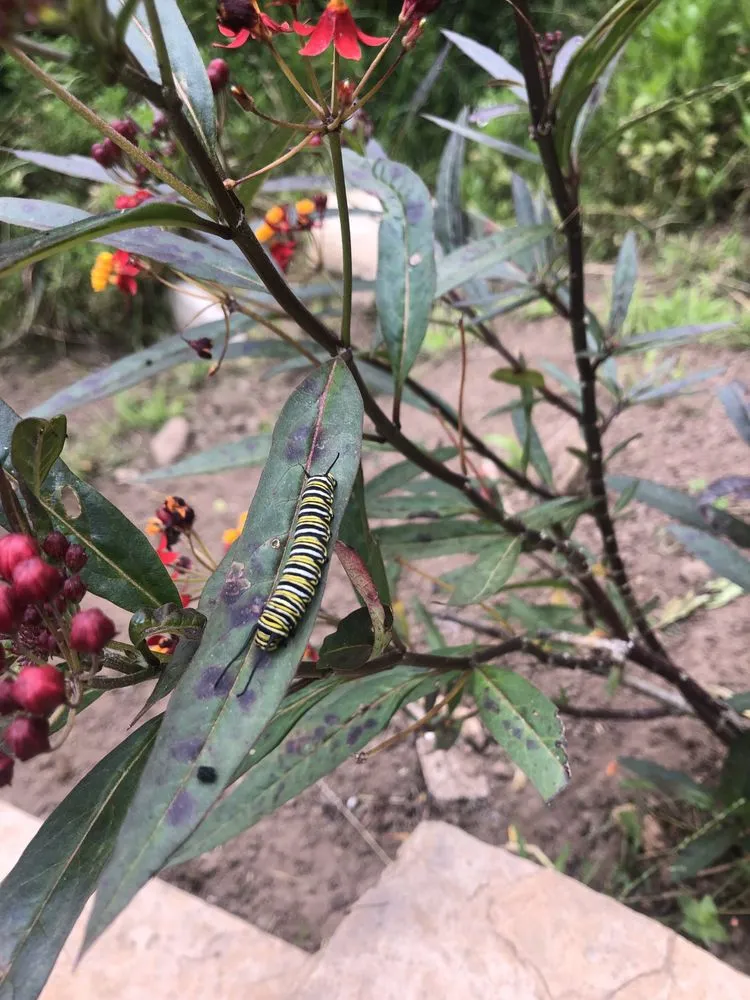 Professional landscaping services experts serving Santa Barbara, CA - Aviz Landscape Of Santa Barbara