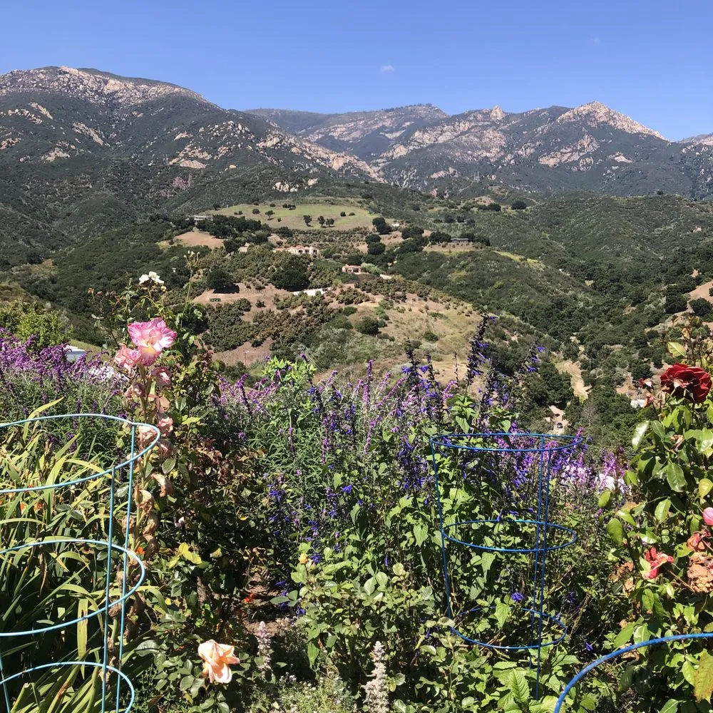 Trusted lawn care service in Santa Barbara, CA by Aviz Landscape Of Santa Barbara