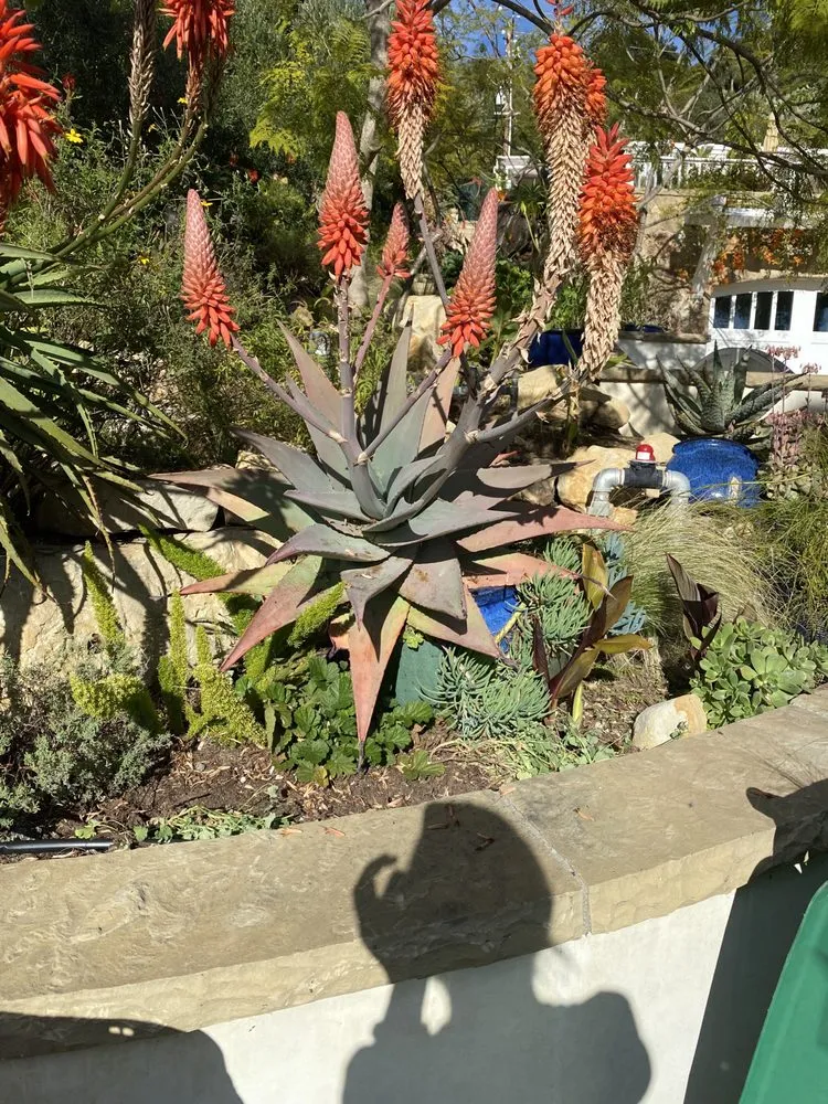 Reliable yard maintenance in Santa Barbara, CA by Aviz Landscape Of Santa Barbara