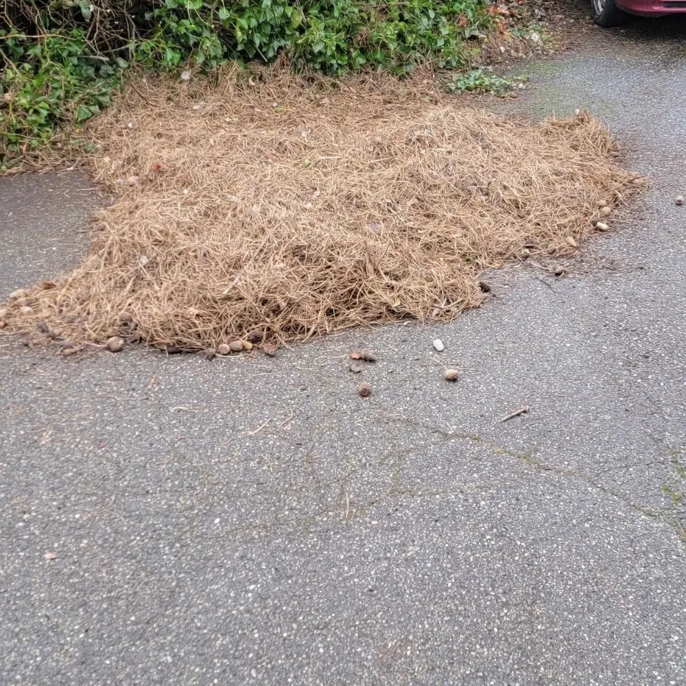 Local yard maintenance in Mount Vernon, WA - Avn Lawn Mowing