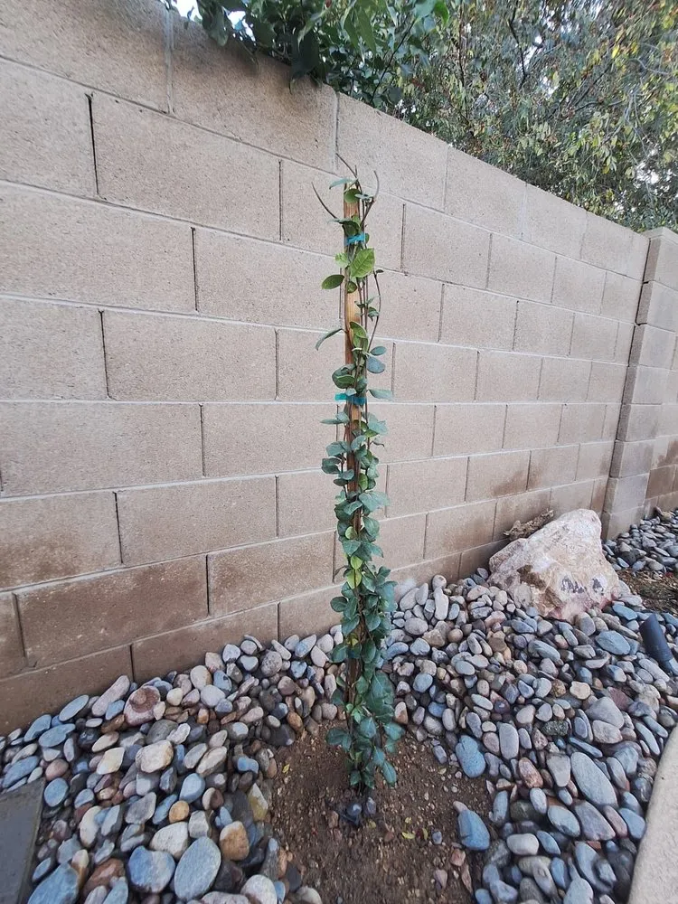 Local lawn mowing service experts serving Phoenix, AZ - AVO Hardscapes